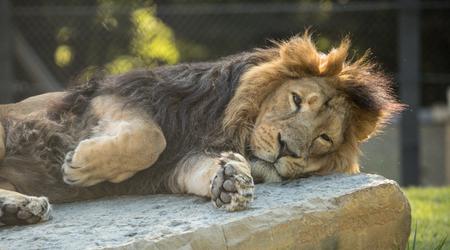 Poginil priljubljeni lev iz ljubljanskega živalskega vrta